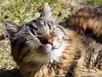 За смерть кошки Маши ветеринарная клиника во Владивостоке «ответила рублём»